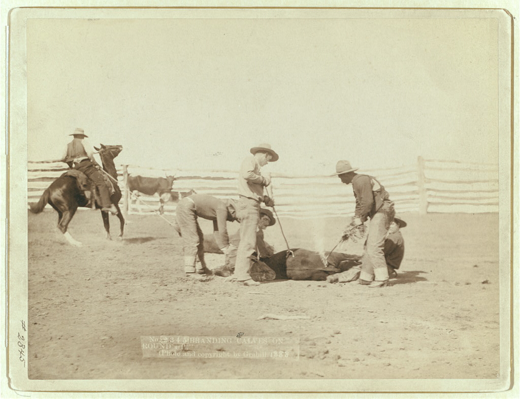 Cowboys branding a calf in fenced area.
